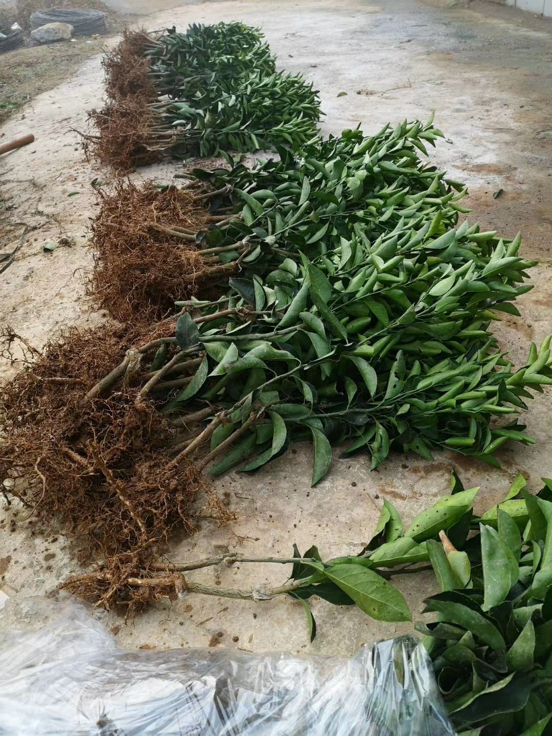 桔柚苗  甜蜜黄金柚桔甜度高不上火品种正宗规格齐全