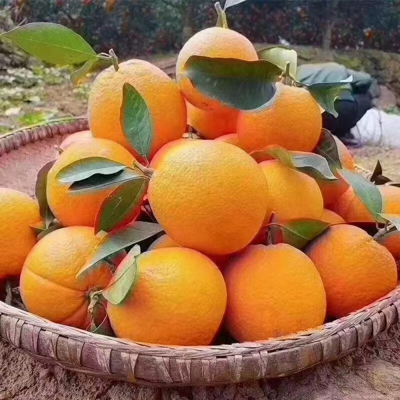 塔罗科血橙 赣南血橙 赣南脐橙