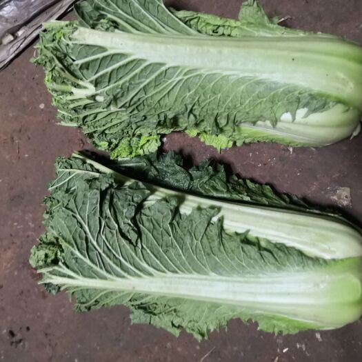 唐山青麻叶大白菜  没农药！