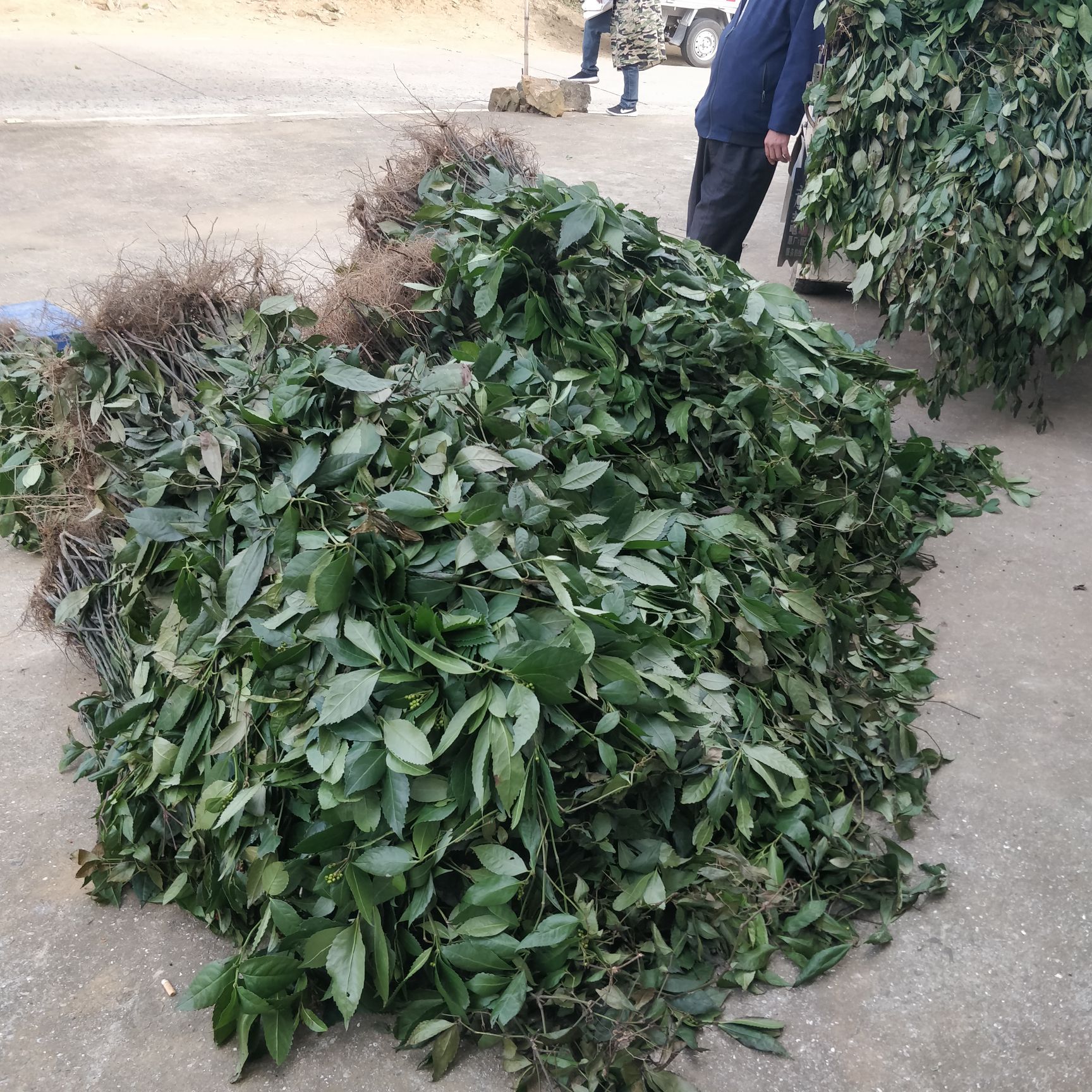 长期大量供应九节茶，肿节风，草珊瑚干品
