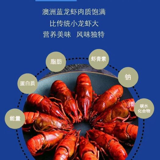 贵阳澳洲淡水龙虾 澳洲小龙虾肉质是普通小龙虾3-4倍，是小龙虾最好的替代产品
