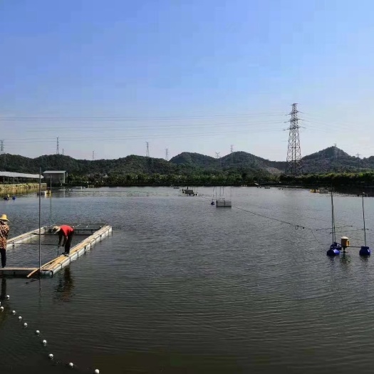 杭州翘嘴鲌鱼  鱼龄8年以上大白条，蓄用钱塘江水源养殖，品质佳，质量高！