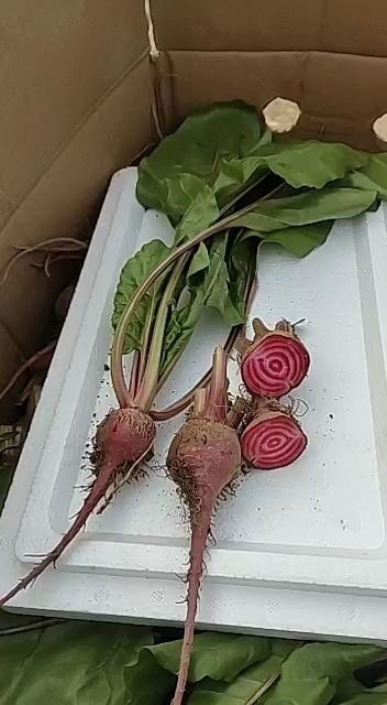 高碑店市条纹萝卜条纹菜头甜菜头