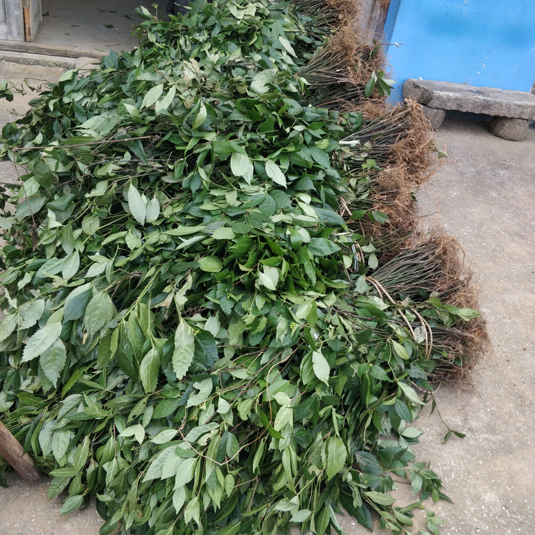 长期大量供应九节茶，肿节风，草珊瑚干品