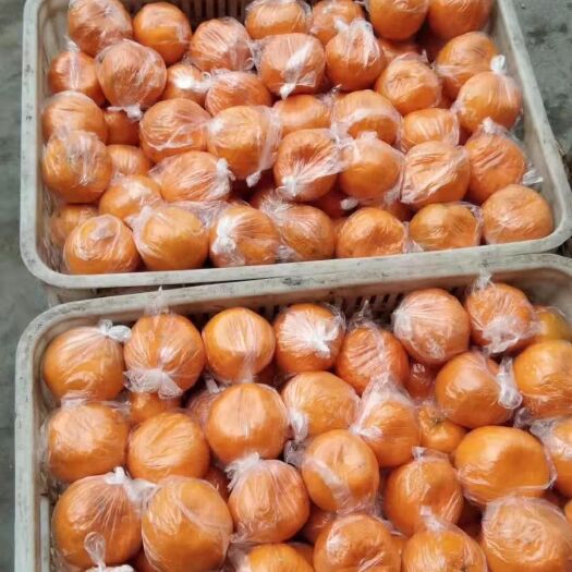 荣县椪柑存储果大量上市。价格美。味道甜。货源足。