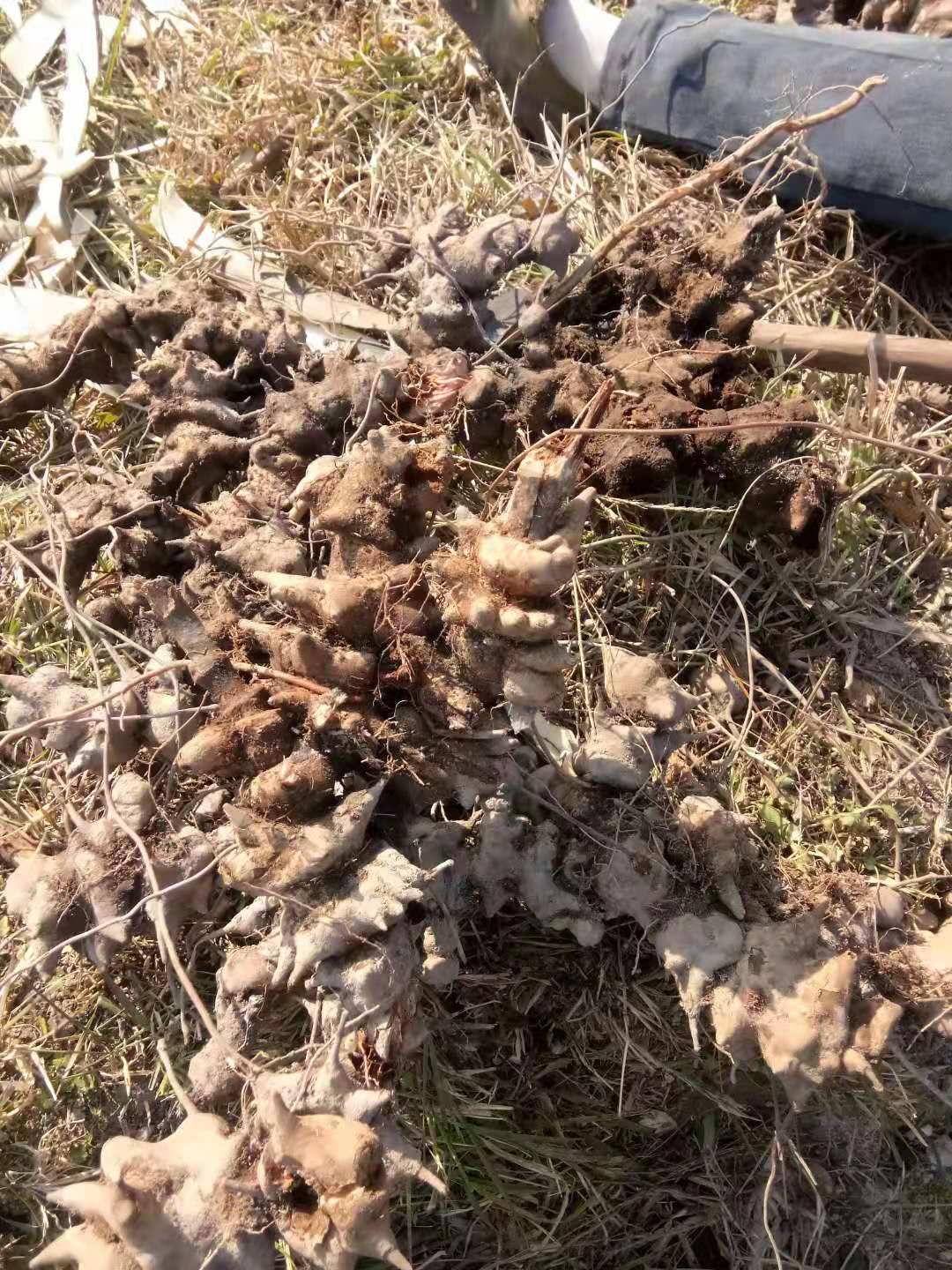 菝葜 量大，一天能出10吨，物美价廉