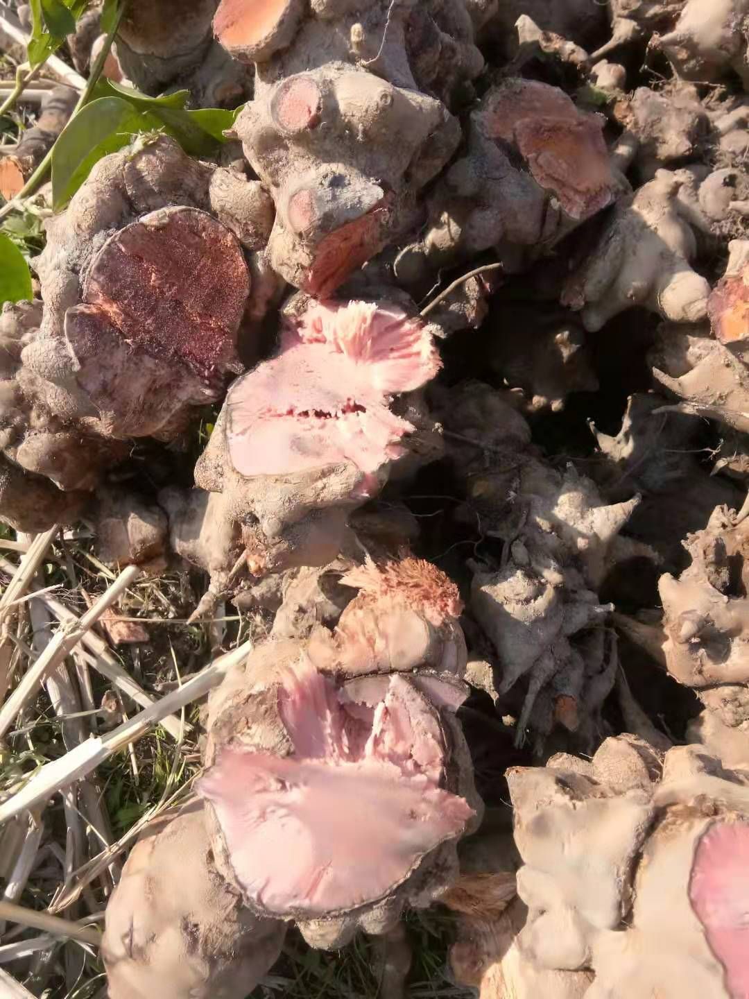 菝葜 量大，一天能出10吨，物美价廉