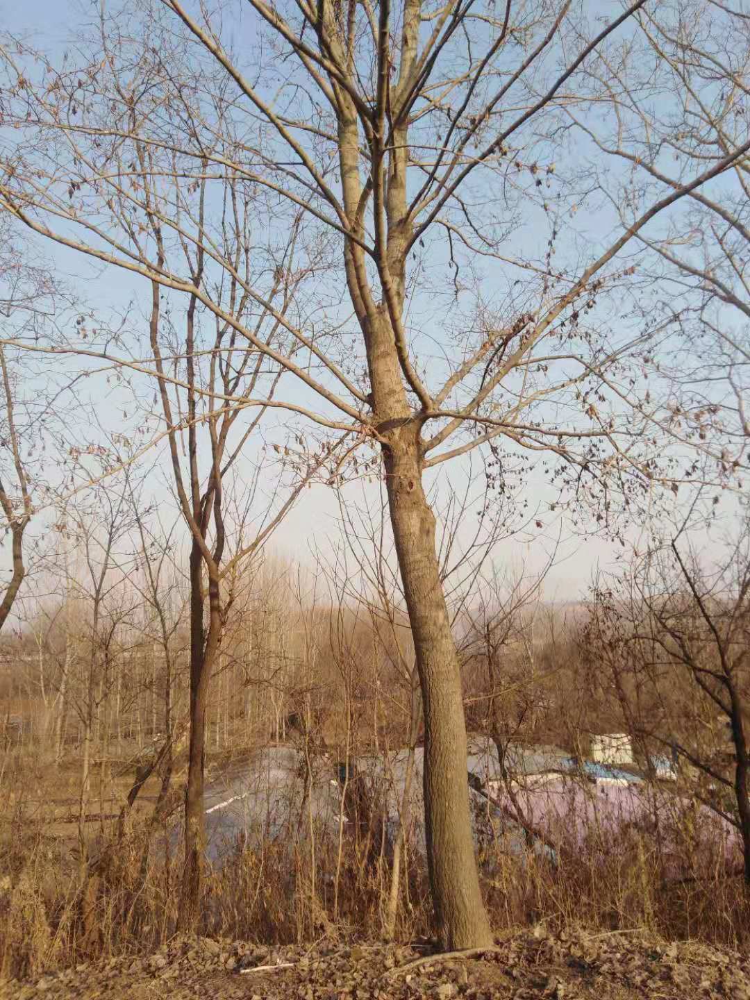 杜仲树可绿化 ，可做药材，不招虫
