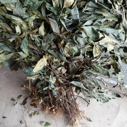 霞浦县草珊瑚种子  九节茶，草珊瑚，肿节风干货寻长期合作伙伴