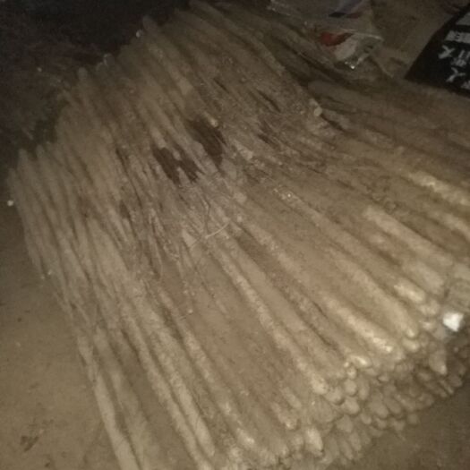 莘县 白玉山药