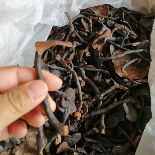 瑞丽市 竹灵芝。