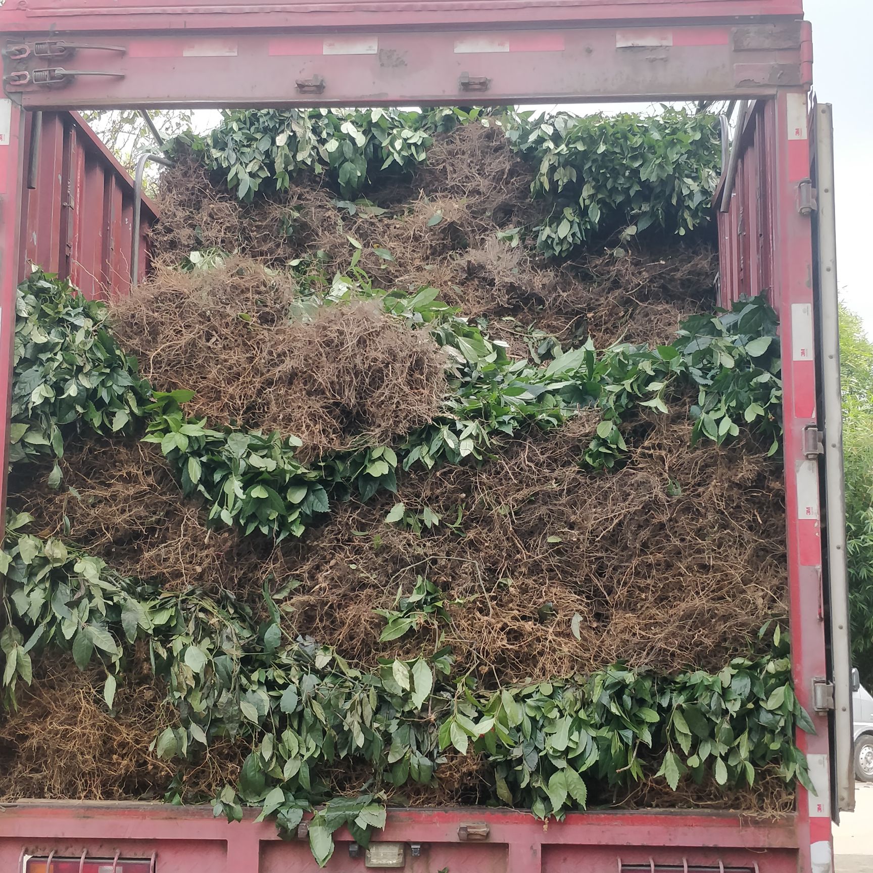 长期大量供应九节茶，肿节风，草珊瑚干品