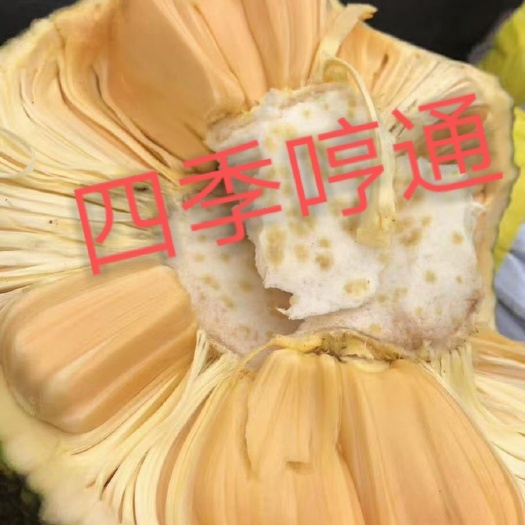 龙州县越南菠萝蜜  越南红肉菠萝蜜。量大从优
