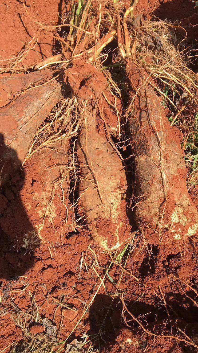 山药 云南秤砣山药 文山红土山药 坨坨山药。