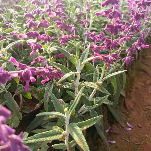 墨西哥鼠尾草，紫柳，