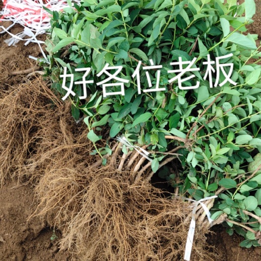 平邑县北花一号金银花苗 北花一号