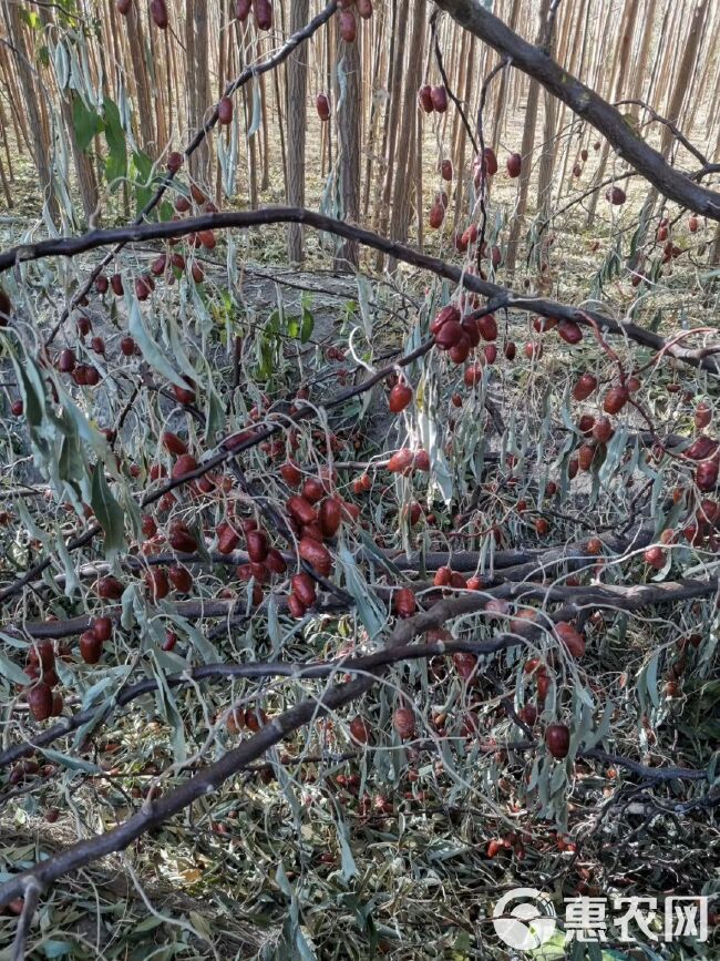 沙枣苗  【大果沙枣】纯种大果沙枣，果实个大、糯甜