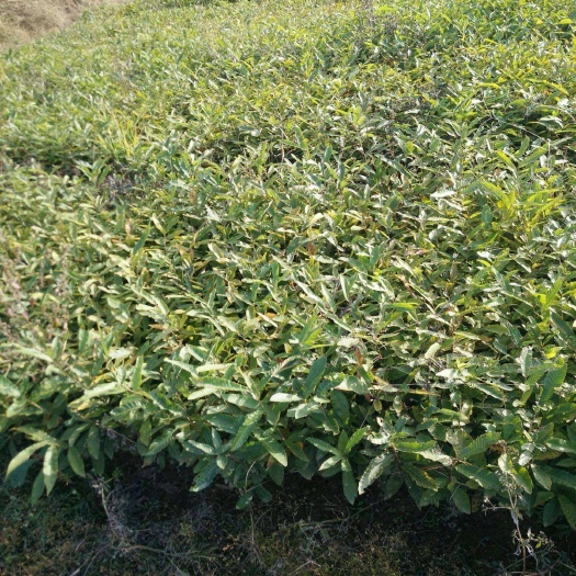 橡树，栓栎树，青岗树，花栗树，耳树，树苗。
