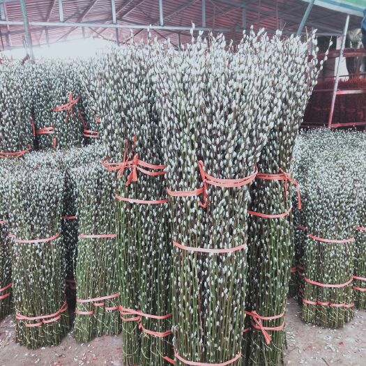 绵竹市银柳大量出售