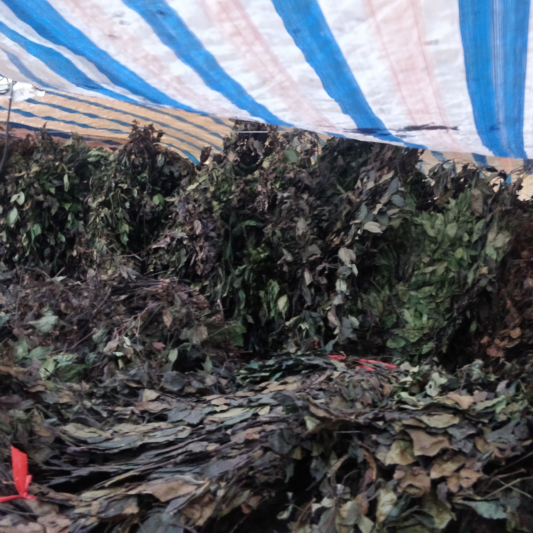 长期大量供应九节茶，肿节风，草珊瑚干品