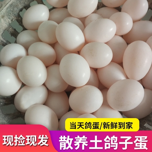 苍南县 新鲜鸽子蛋鸽子蛋放飞白鸽蛋