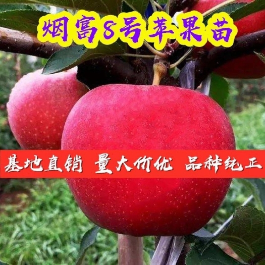 平邑县烟富10苹果苗 烟富八  烟富十  价格优惠
