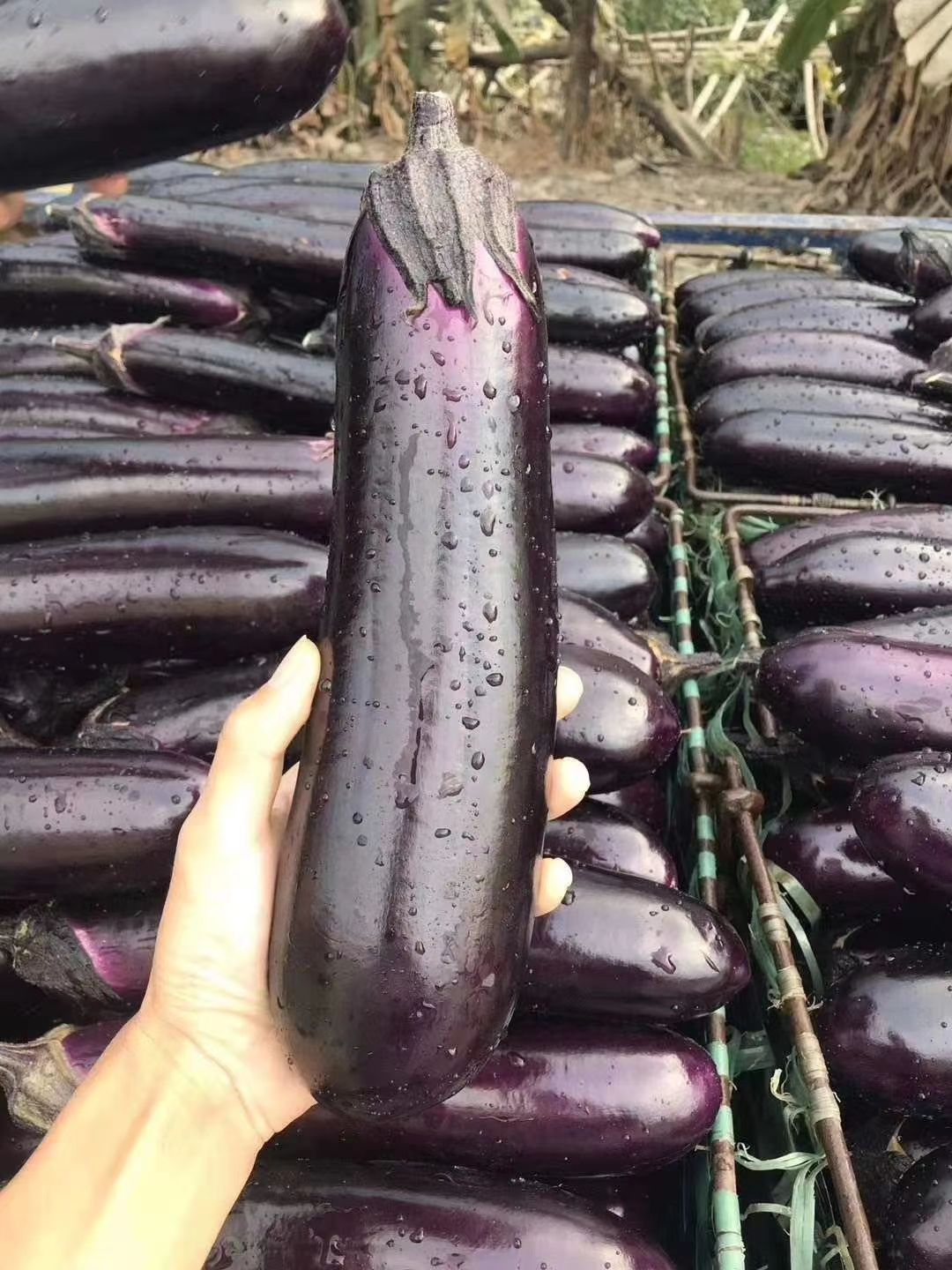 茄子种子  致丰烧烤茄，连续坐果多，产量高卖相好，卖价更高