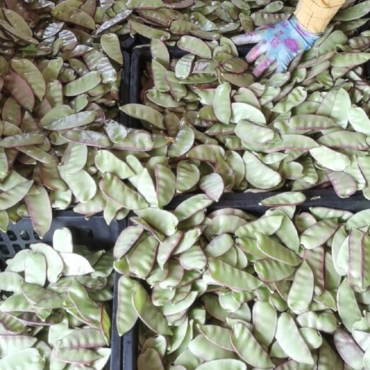 徐闻县广东大量扁豆，峨眉豆！