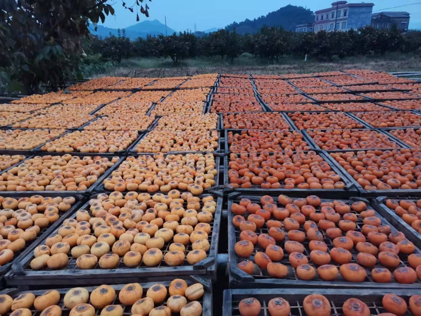 恭城柿饼 2-3个月 