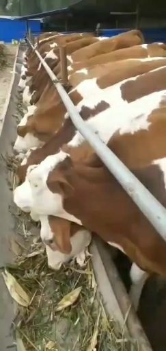  欢迎前来选购大小肉牛好饲养