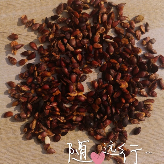砀山县苹果种子/鲜种子