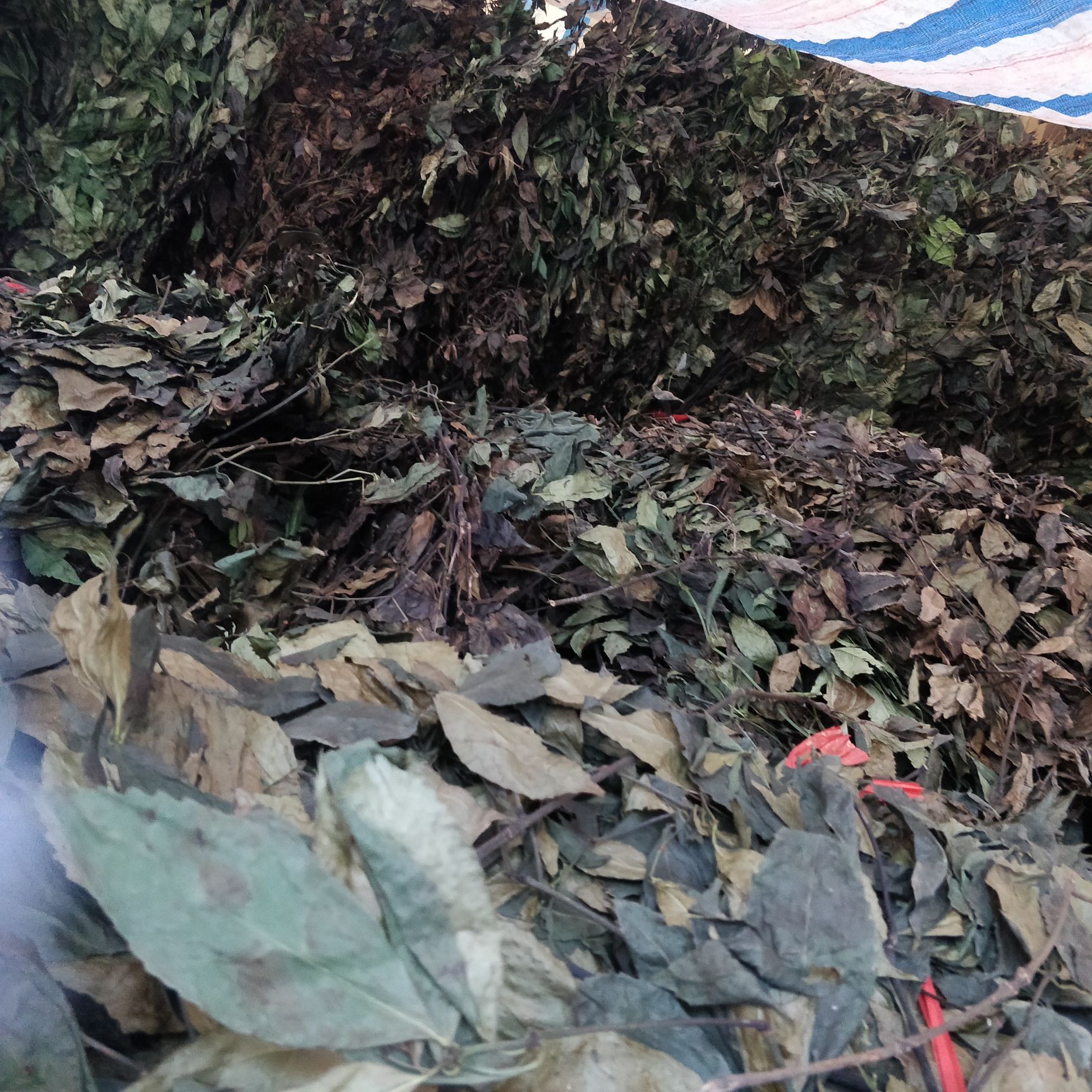 长期大量供应九节茶，肿节风，草珊瑚干品