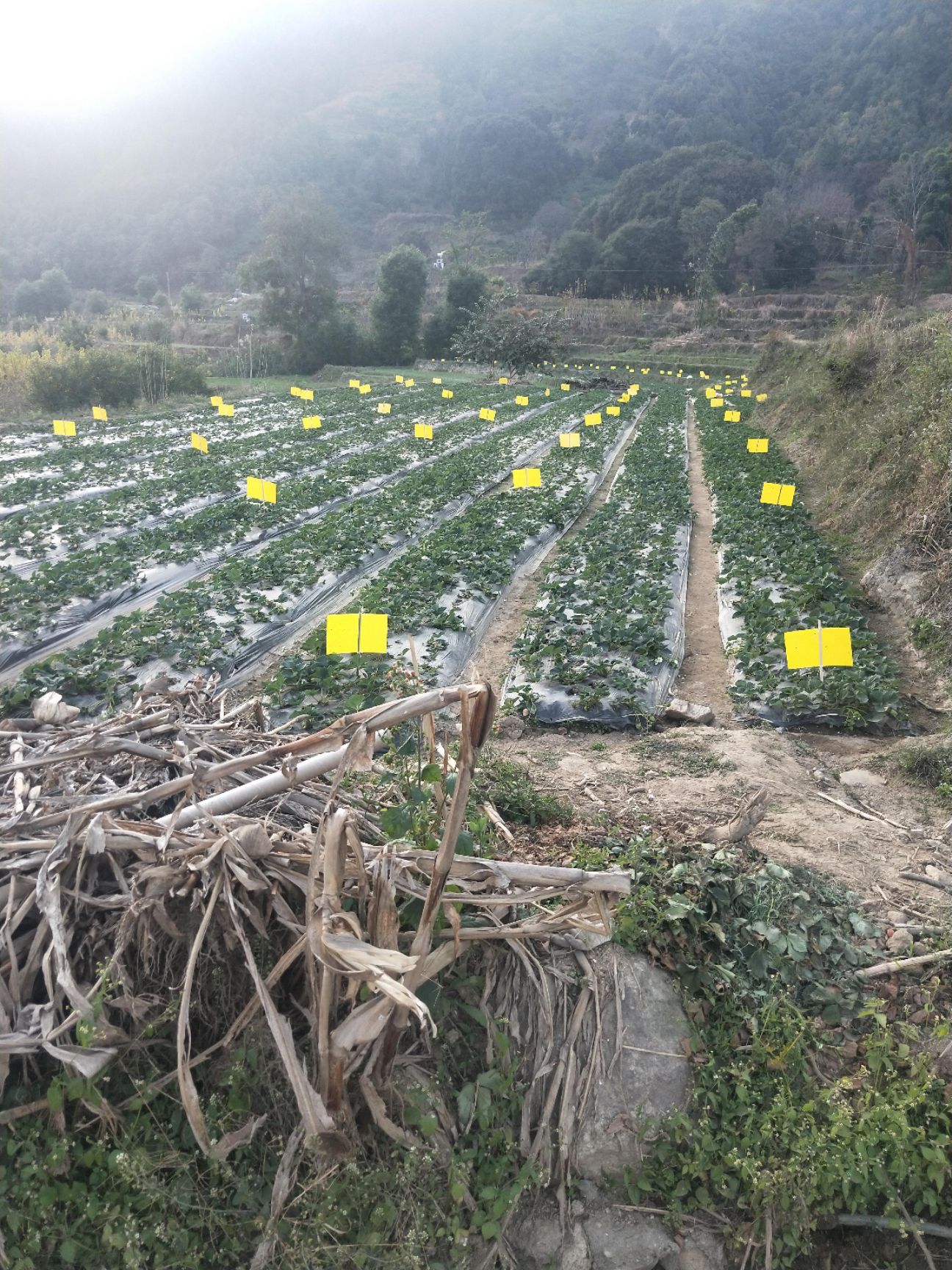 凉山州德昌县草莓