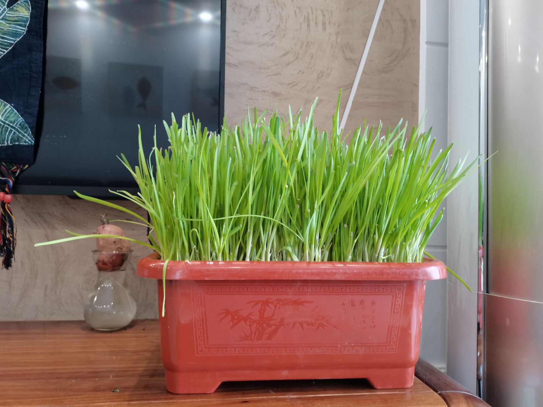 南宫黄韭 南宫特产黄韭盆景