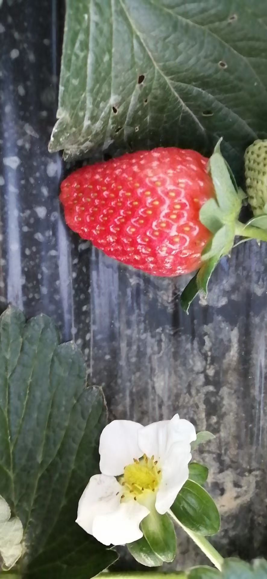 凉山州德昌县草莓