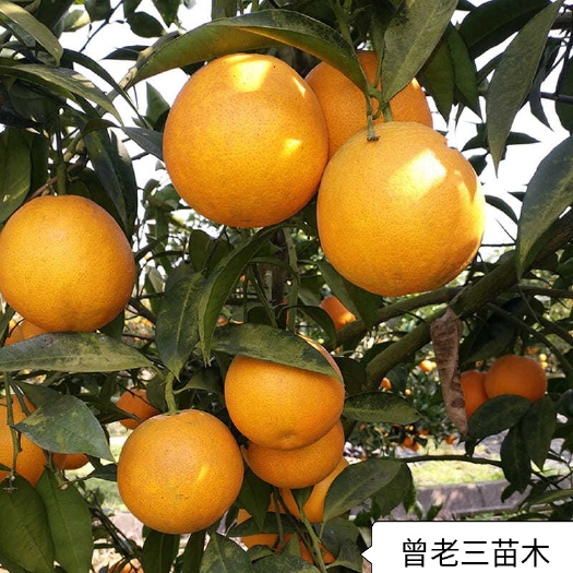 益阳埃及糖橙苗橙子苗湖南嫁接柑桔果树苗甜橙苗