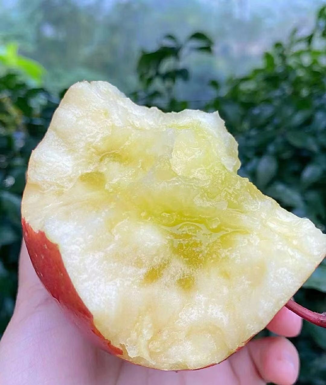 红富士苹果  阿克苏冰糖心苹果 家庭装