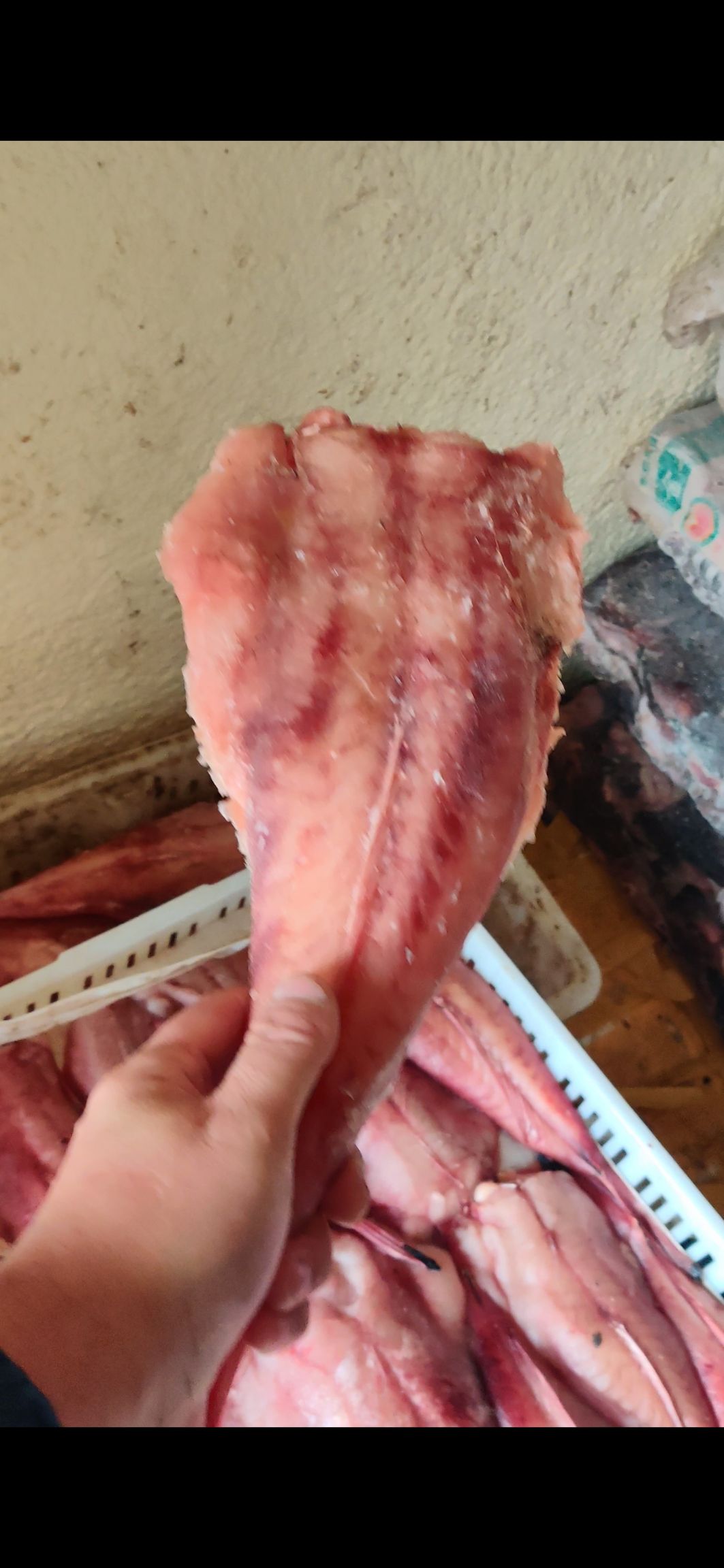 鮟鱇鱼  安康鱼柳！大个！