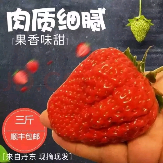 东港市丹东草莓 电商果 