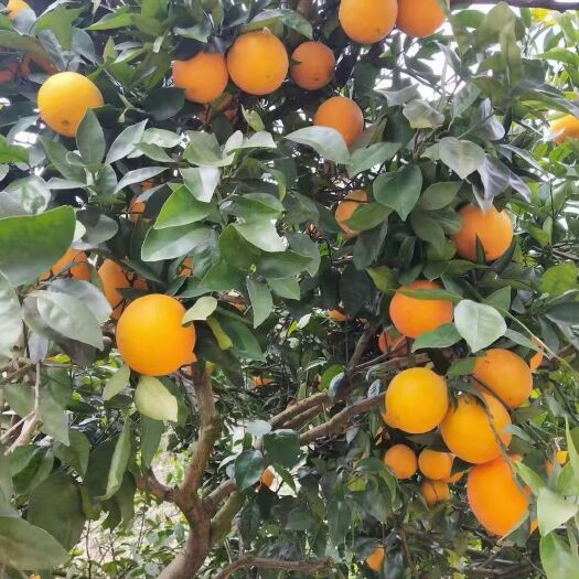 新宁县纽荷尔脐橙  大量供应脐橙（纽荷尔、红心橙、大小果）