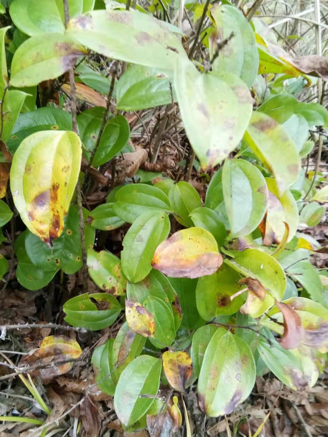 菝葜 量大，一天能出10吨，物美价廉