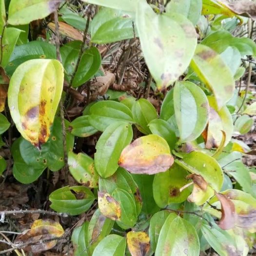 惠水县菝葜 量大，一天能出10吨，物美价廉