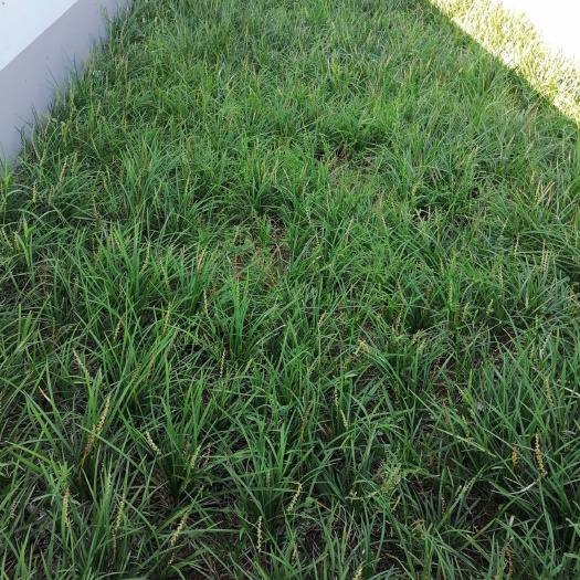 鹤壁 麦冬草