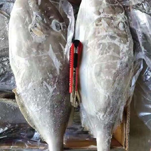 福州冰冻马面鱼  印度马面鱼1000-1500 一手货源全国批发价
