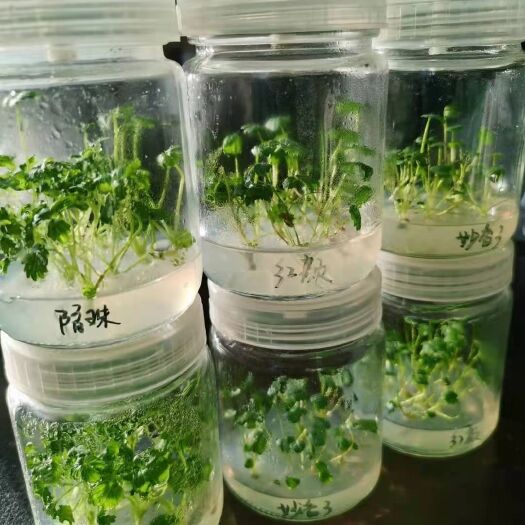邳州市妙香3号草莓苗  纯种脱毒苗子1代