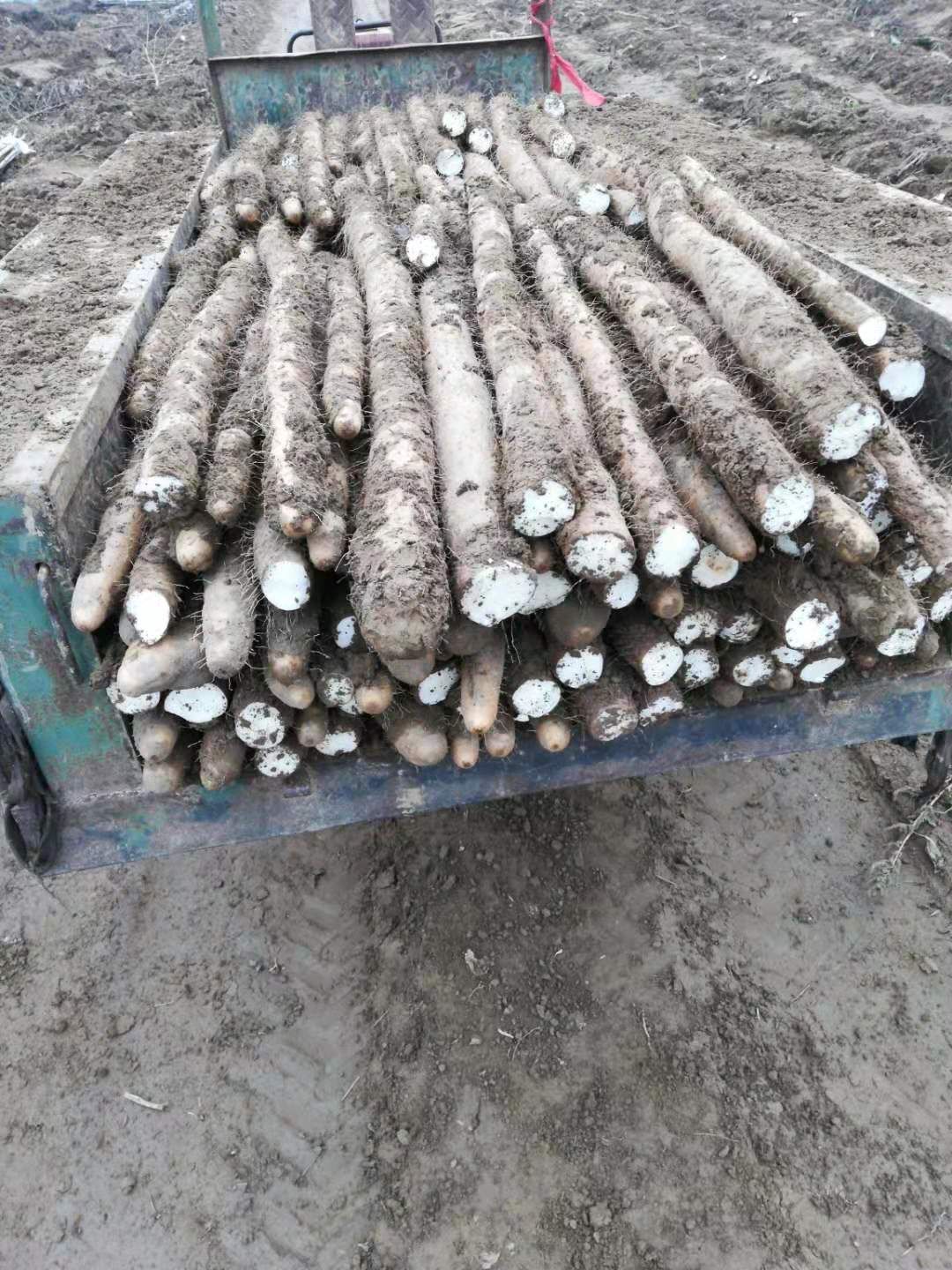 九斤黄山药，便宜实惠，量大从优 质量保证