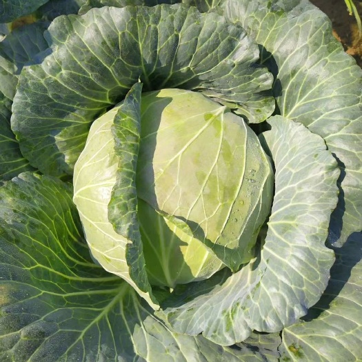长阳县奥奇娜甘蓝  京丰  奥奇娜平包菜   旺旺，斯特丹圆甘蓝，