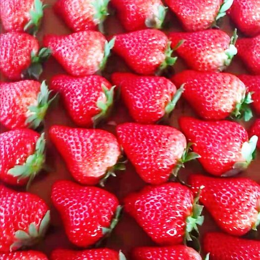 东港市丹东草莓 辽宁—丹东99大草莓🍓 现摘现发