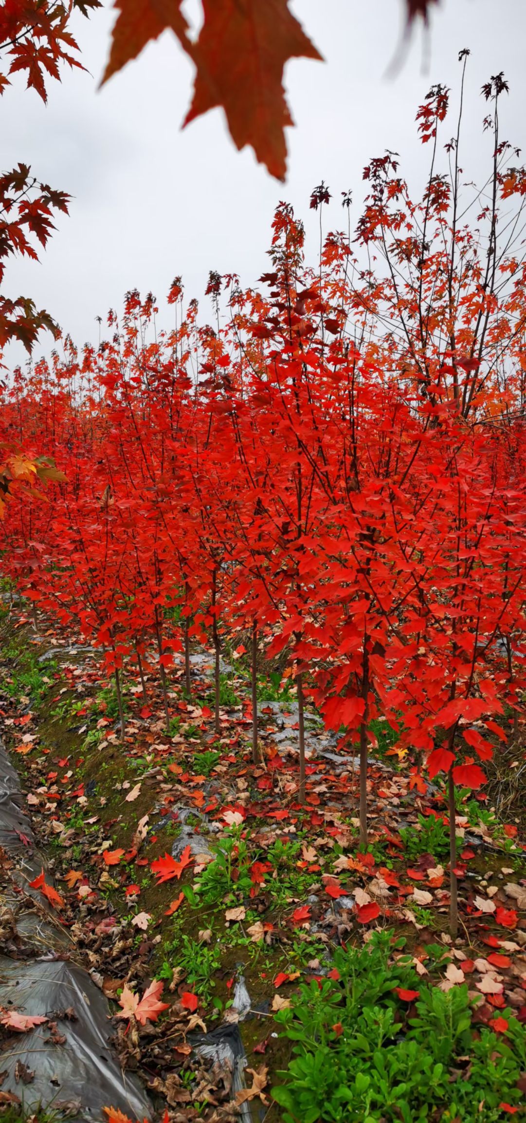 美國紅楓(紅冠)小苗,秋季葉色鮮紅靚麗顏色呈正紅色,紅葉期長