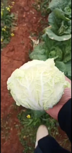 高原娃娃菜 泸西县高山娃娃菜 ，大娃娃，小娃娃